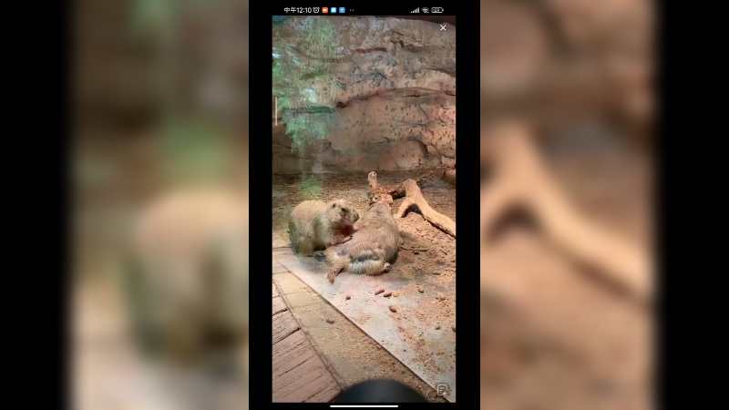 胡萝卜是很多动物喜欢的食物，豚鼠就很喜欢吃啊