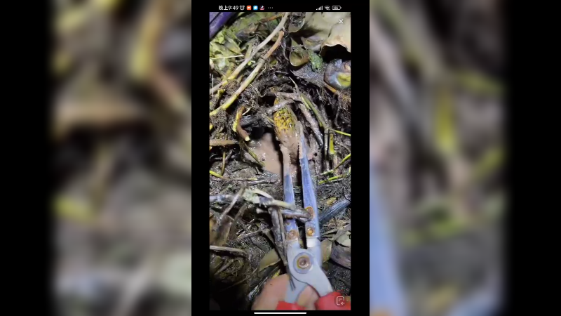 重庆小伙子深夜抓黄鳝，看起来好容易啊