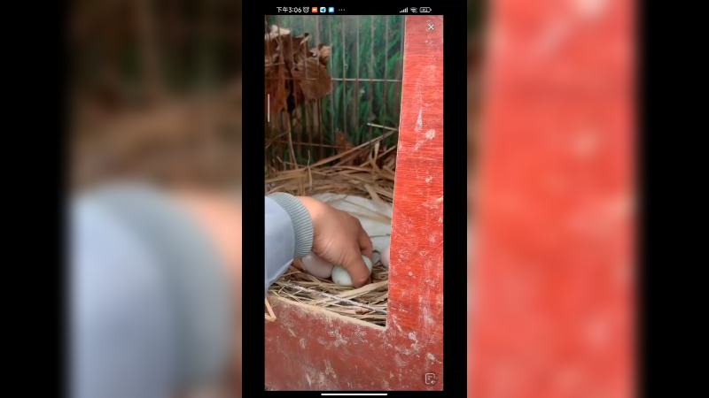 在养鸡场捡鸡蛋了，好多啊