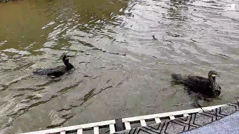 【户外】微山湖捕鱼武工队的精彩时刻 20230213 14点场