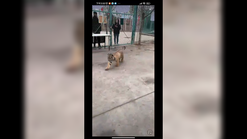 小老虎被大爷拿捏了，你大爷还是你大爷啊