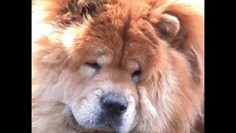 松狮犬