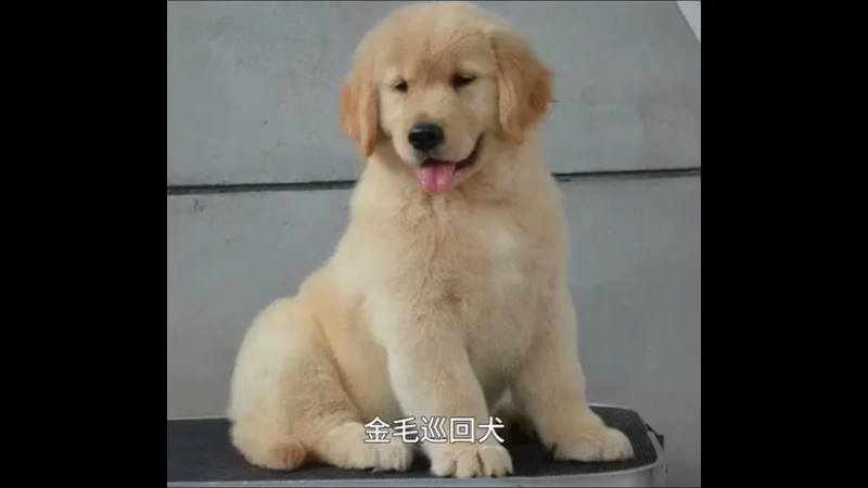 金毛寻回犬
