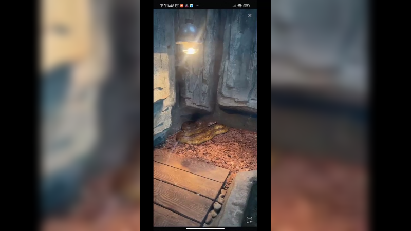 在动物园看几百斤的大蟒蛇