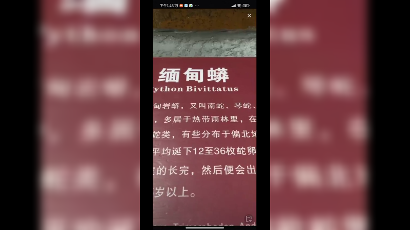 蛇动物园看缅甸蟒