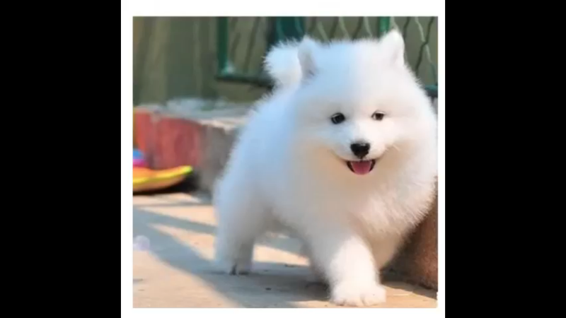 萨摩耶