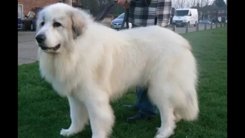 大白熊犬