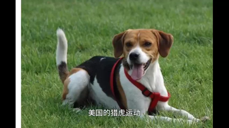 英国猎狐犬