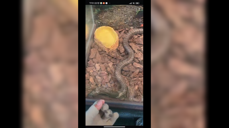 动物园里看蛇，五步蛇挺好看