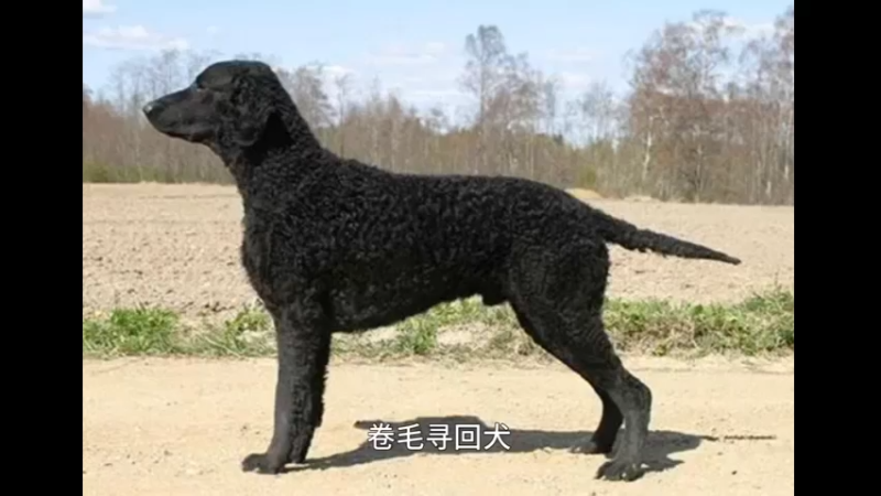 卷毛寻猎犬