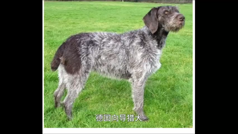 德国向导猎犬