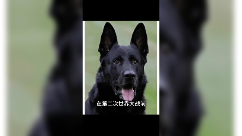 东德牧羊犬
