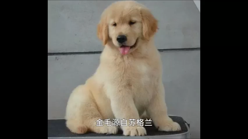 迷你型金毛