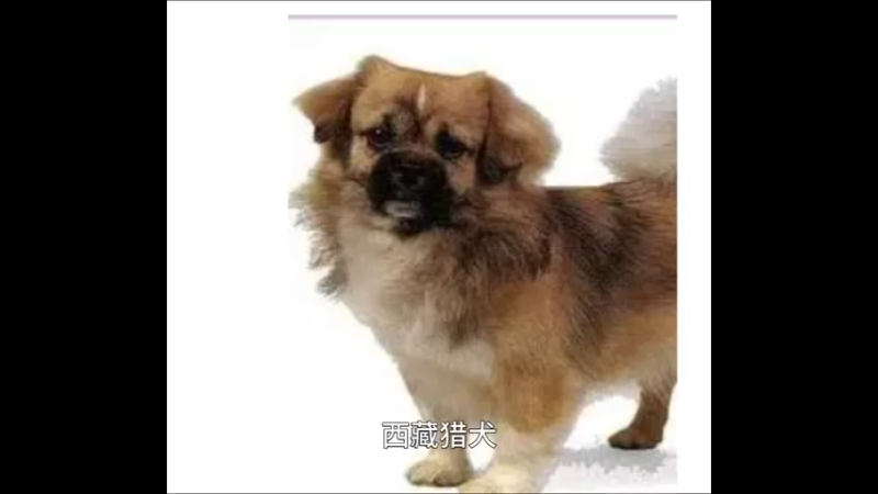 西藏猎犬