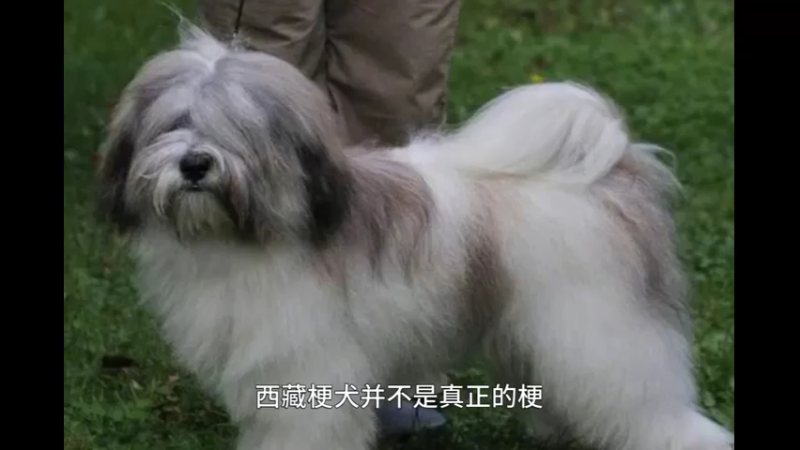 西藏梗犬