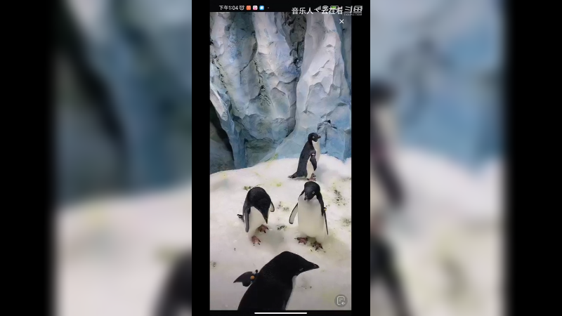 喜欢游泳的企鹅，真是可爱啊