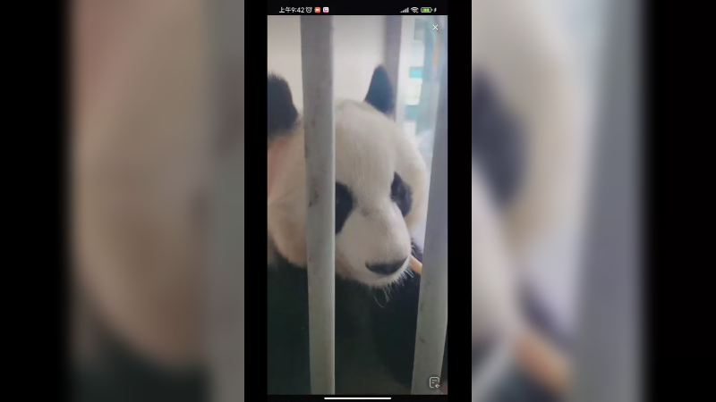 大熊猫吃竹子好快乐，看起来很好吃