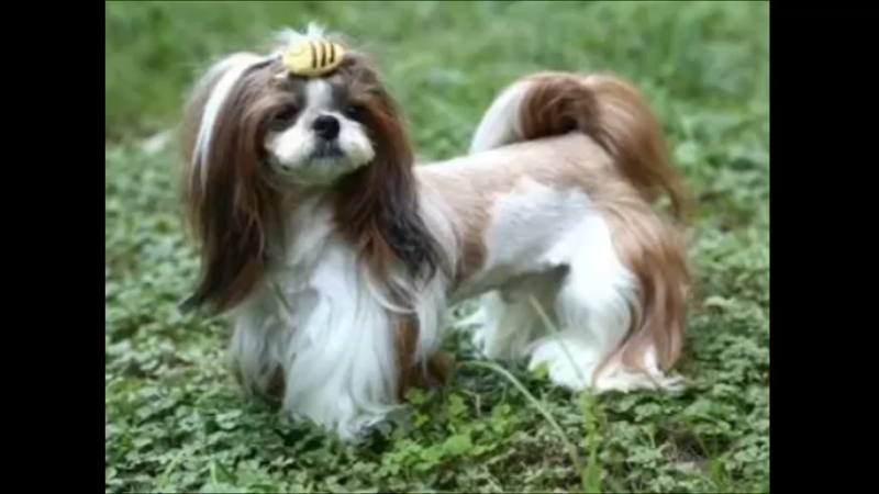 西施犬