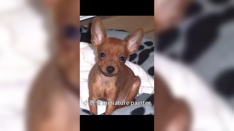 小鹿犬2