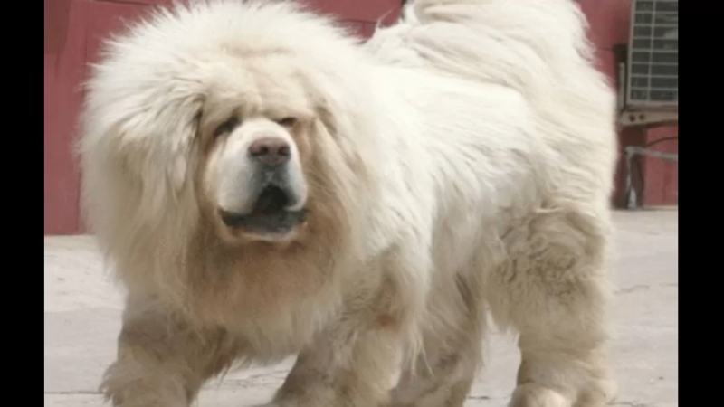 藏獒
