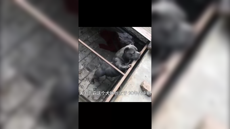 美国恶霸犬