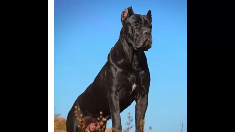 卡斯罗犬