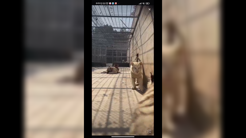 几个月的小老虎真可爱啊