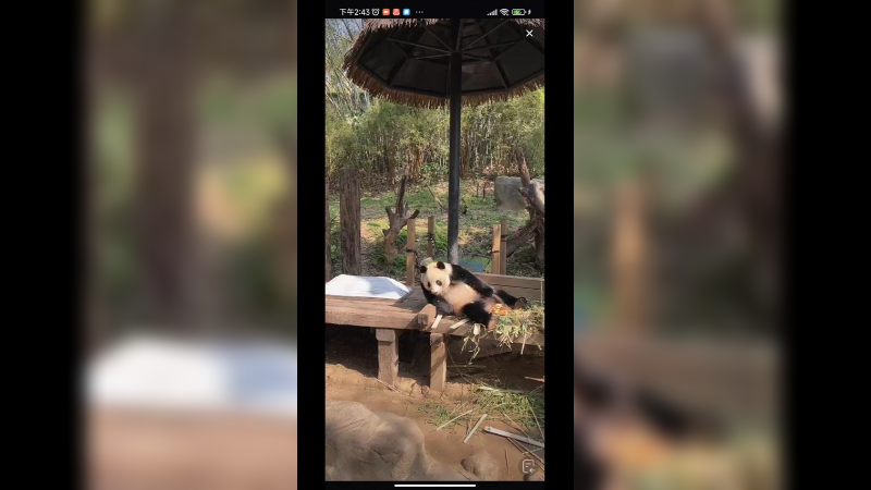大熊猫躺着表演弹吉他吗 好搞笑啊