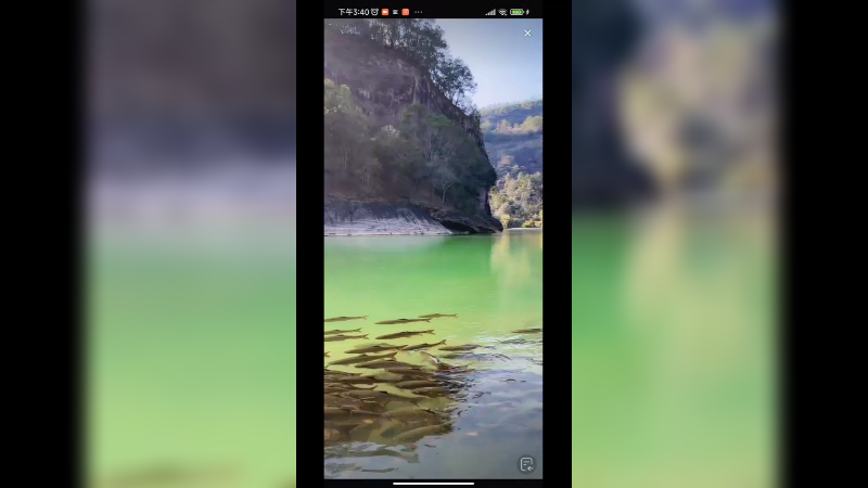 好多鱼啊，武夷山的鱼很有名，不能吃的