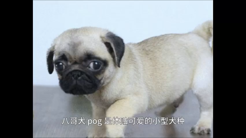 巴哥犬