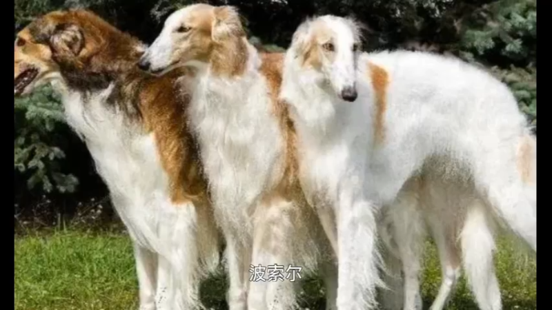 俄罗斯猎狼犬