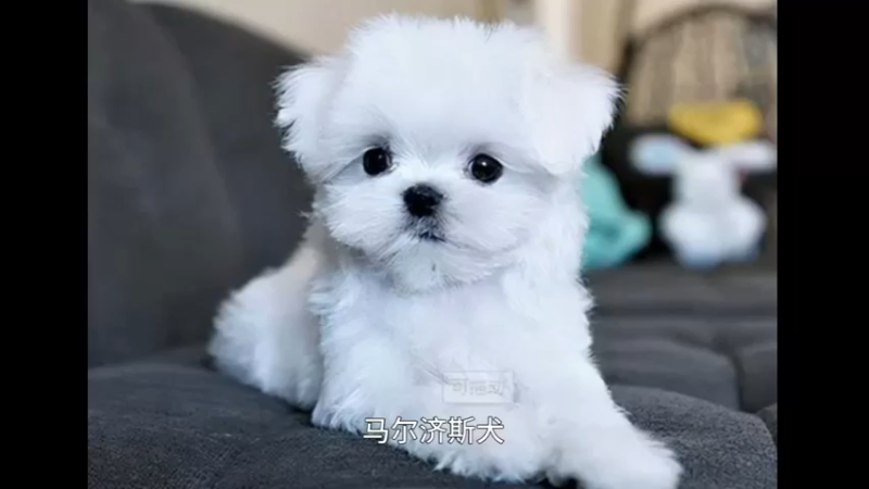 马尔济斯犬