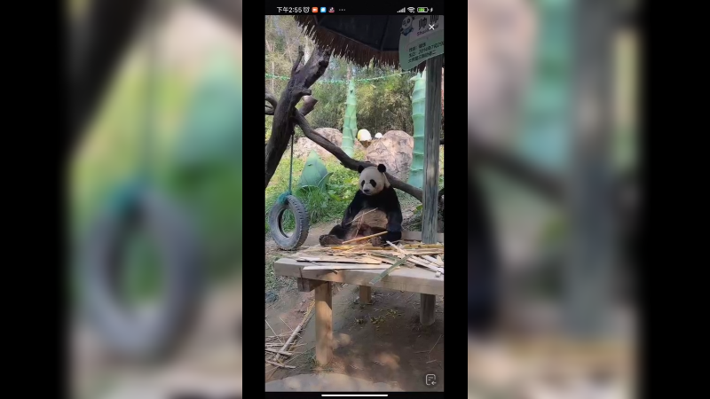 大熊猫突然不吃竹子开始思考流口水