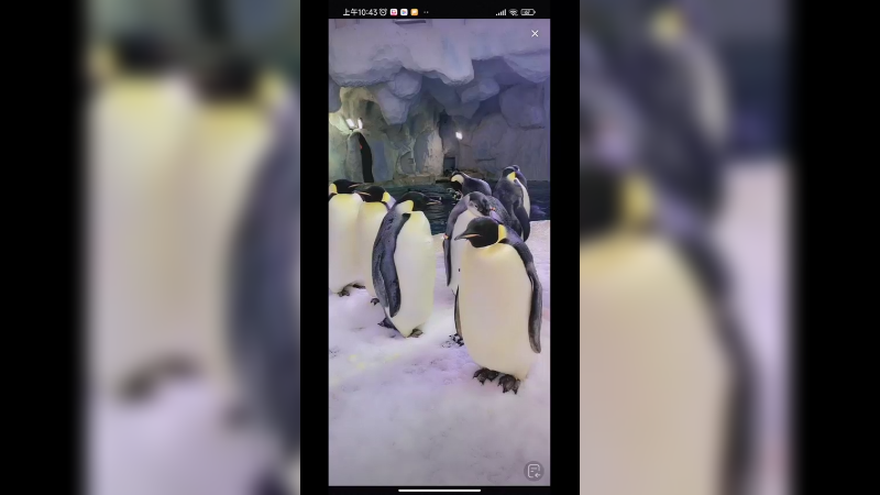 好可爱的企鹅啊