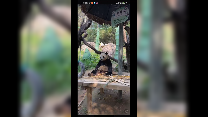 呆萌大熊猫啊