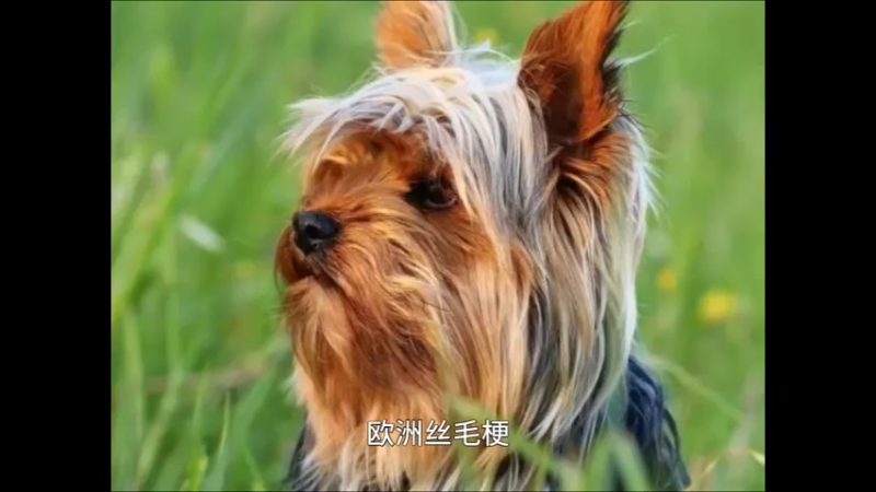 澳洲丝毛梗