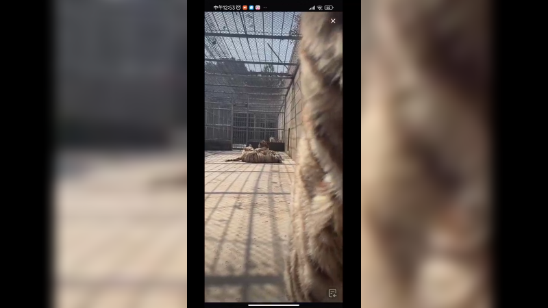 小老虎的虎掌好肉肉啊