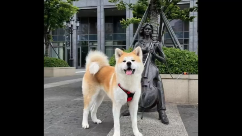 秋田犬