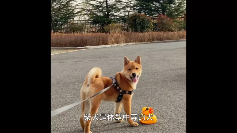 柴犬