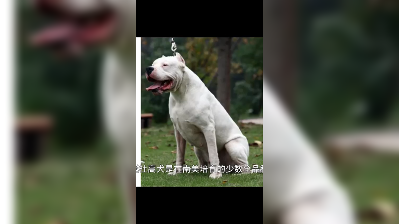 阿根廷杜高犬