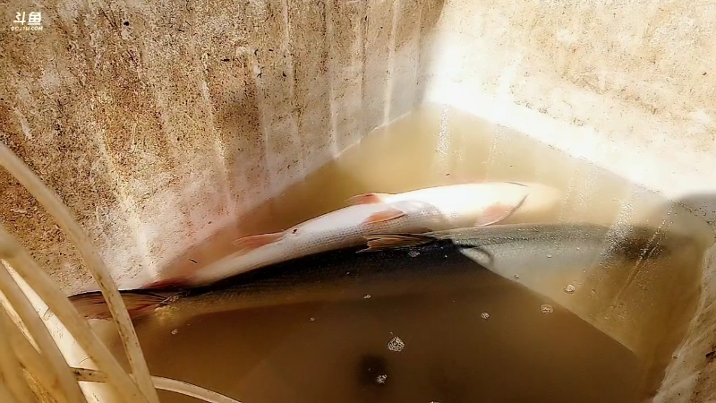 【户外】微山湖捕鱼武工队的精彩时刻 20230216 11点场