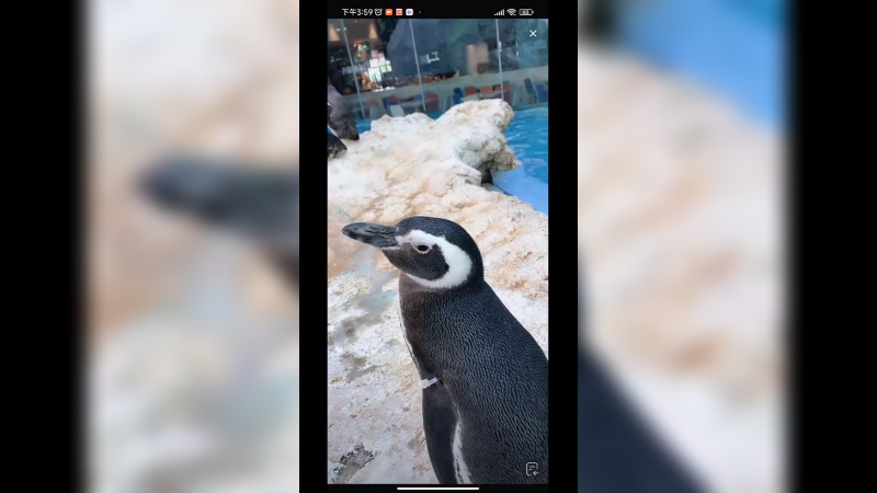 呆萌企鹅好可爱