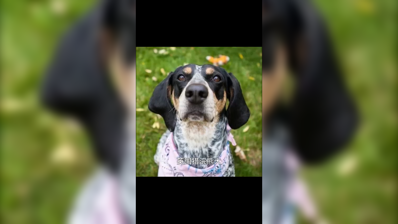 英国猎浣熊犬