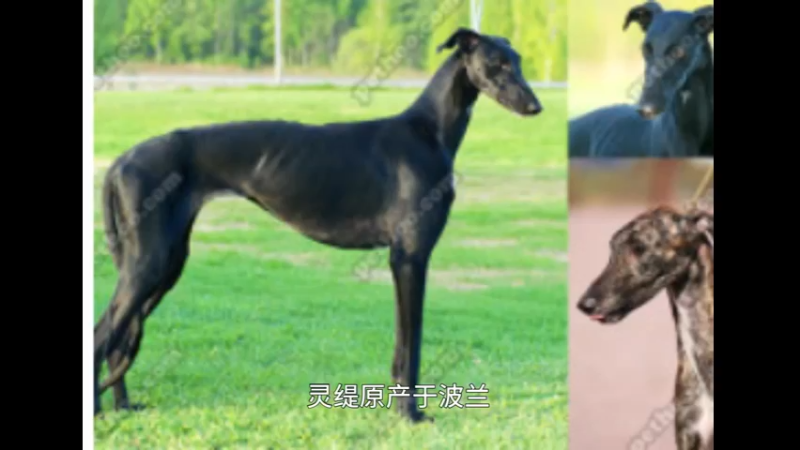 波兰灵缇