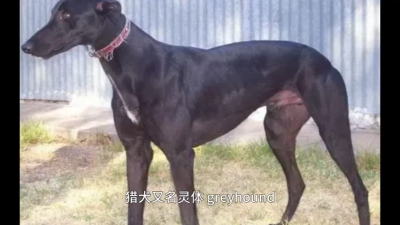 格力犬