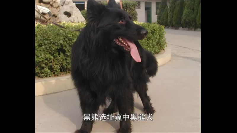 黑熊犬