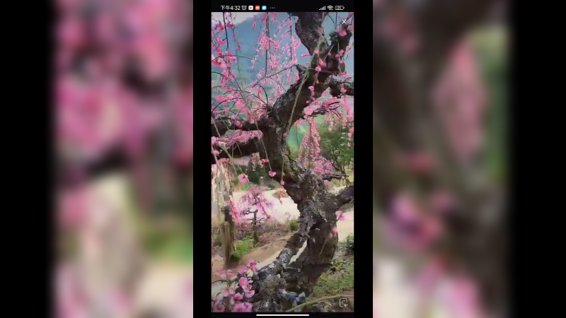 梅花香自苦寒来啊，真好看