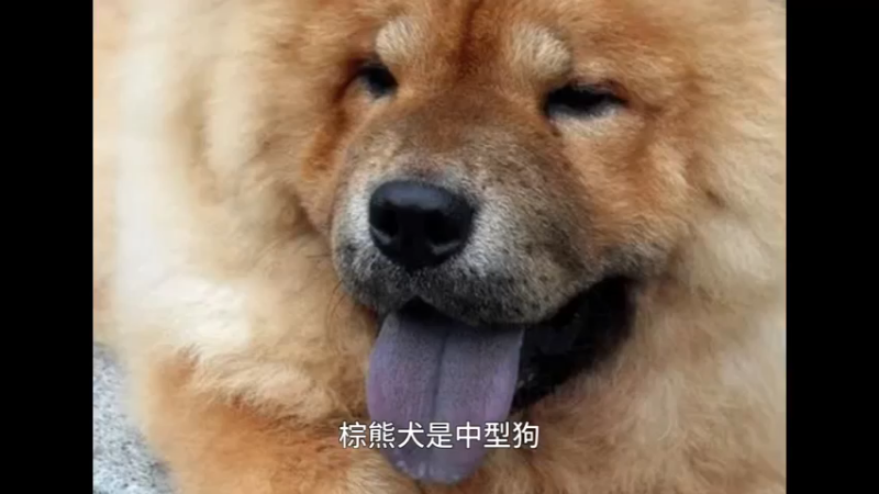 棕熊犬