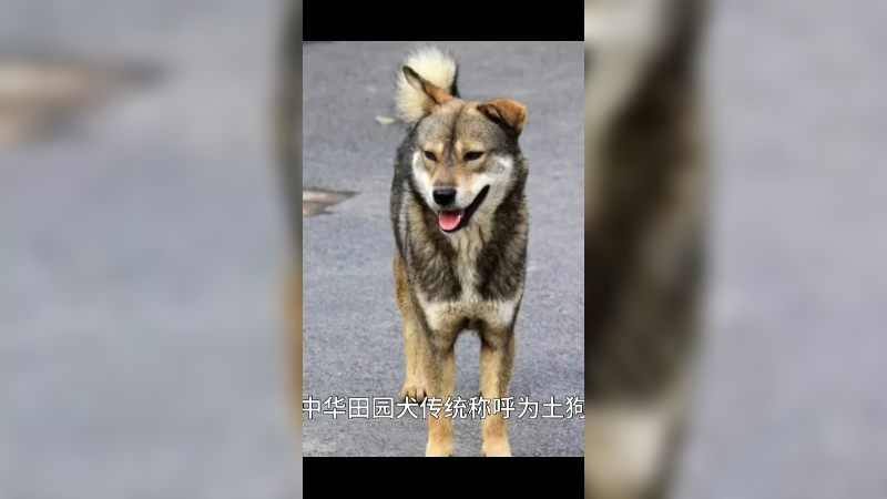 中华田园犬
