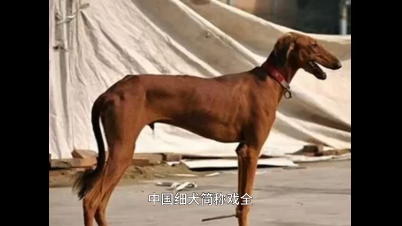 中国细犬